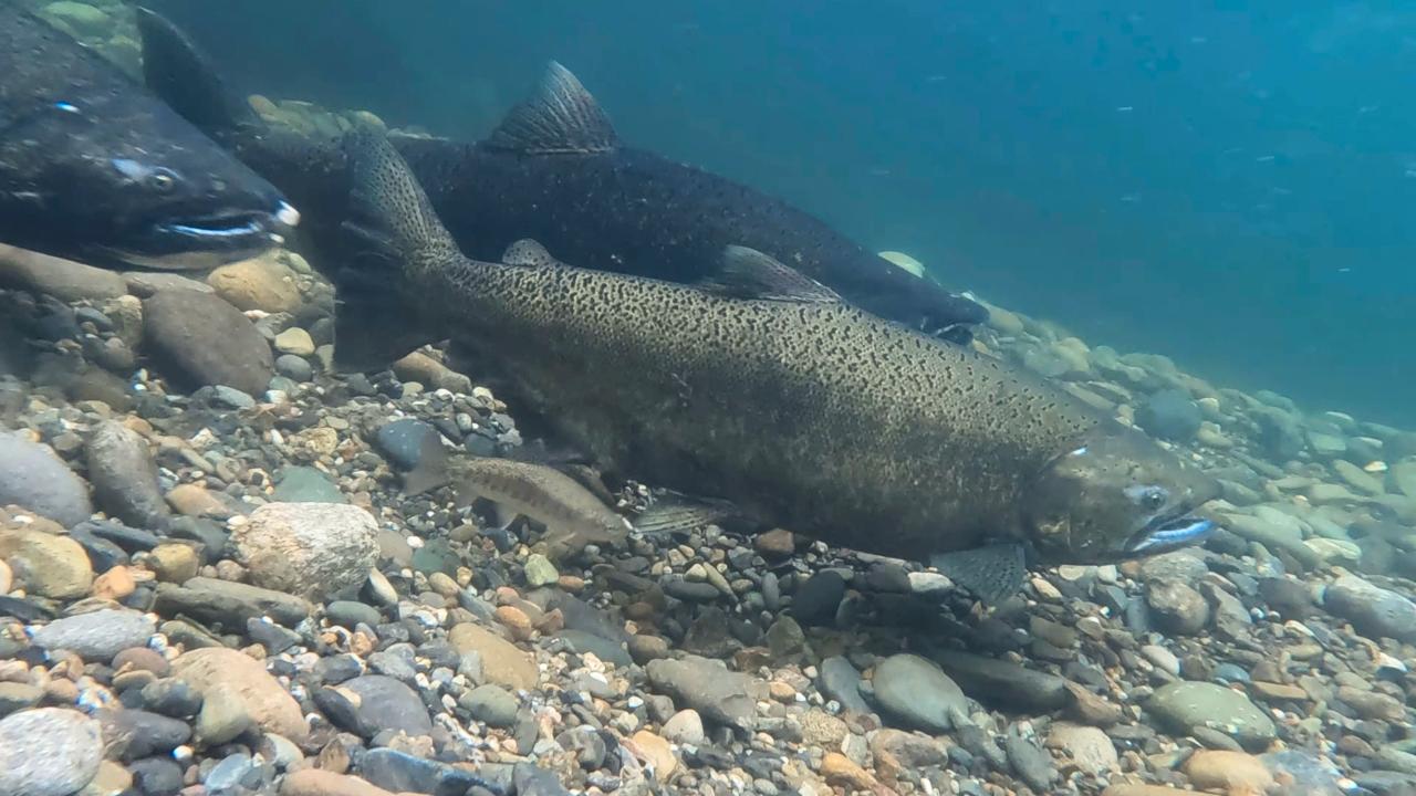 3 large chinook and one juvenile salmon swi over gravel bed in blue stream