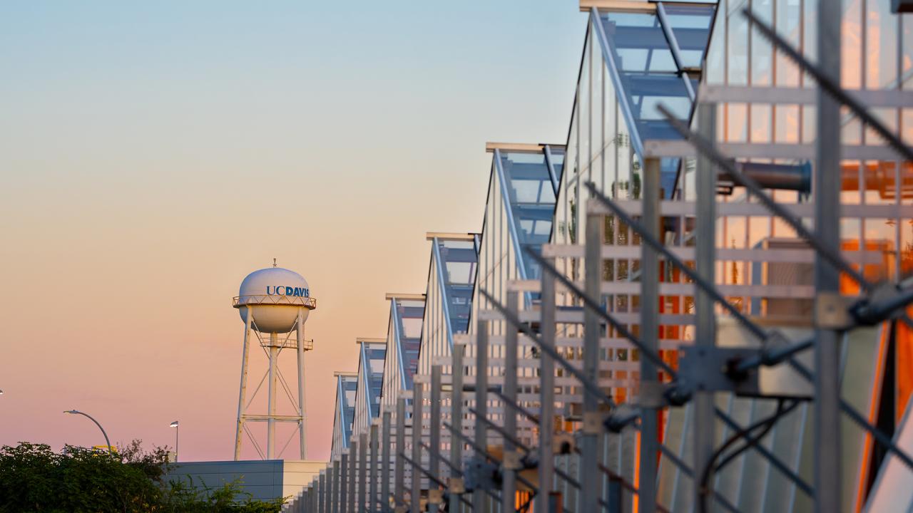 The CORE greenhouses lead back to a UC Davis water tower at sunset