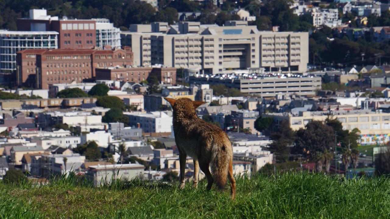 Coyote on grassy field shown from behind looking down over city of San Francisco