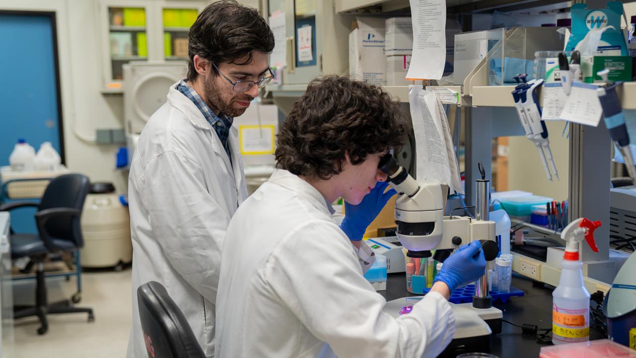 A person with dark curly hair wearing a white lab coat and blue gloves seated at a lab bench looking into a microscope. The the left another person with beard and glasses wearing white lab coat looks over them. 