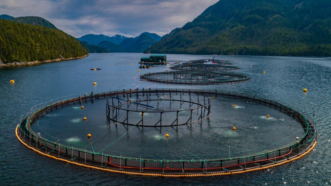 Circular pens outline a salmon farm in open ocean waters of British Columbia with mountains in background
