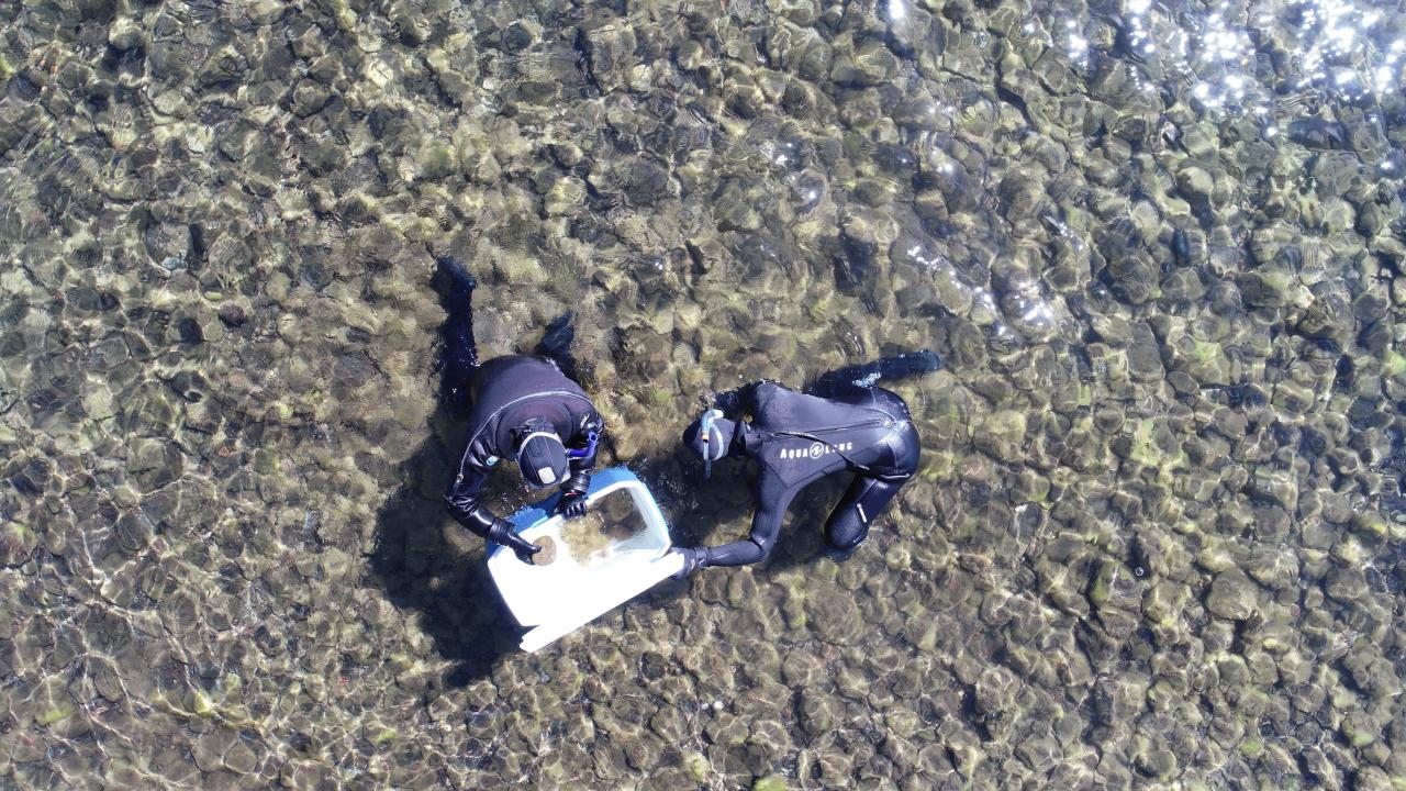 Two scientists in wet suits swim in a shallow part of Lake Tahoe collecting rocks covered with attached algae