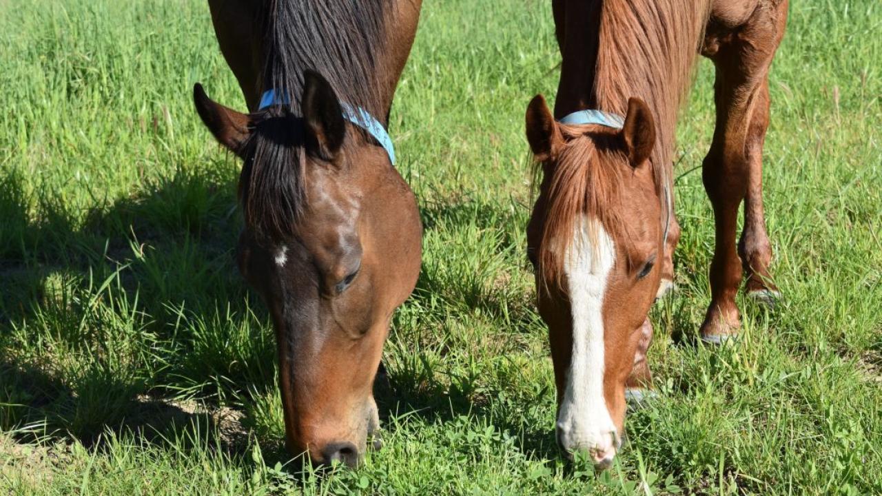 Horses grazing at the UC Davis Center for Equine Health
