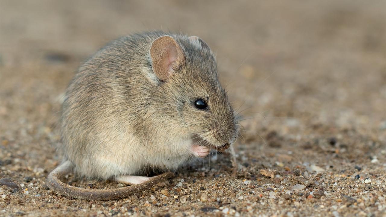 Small gray-brown mouse nibbling on sandy ground