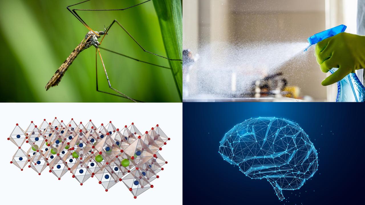 A crane fly on a green leaf, a person spraying cleaning solution, a molecular structure, and a brain illustration.