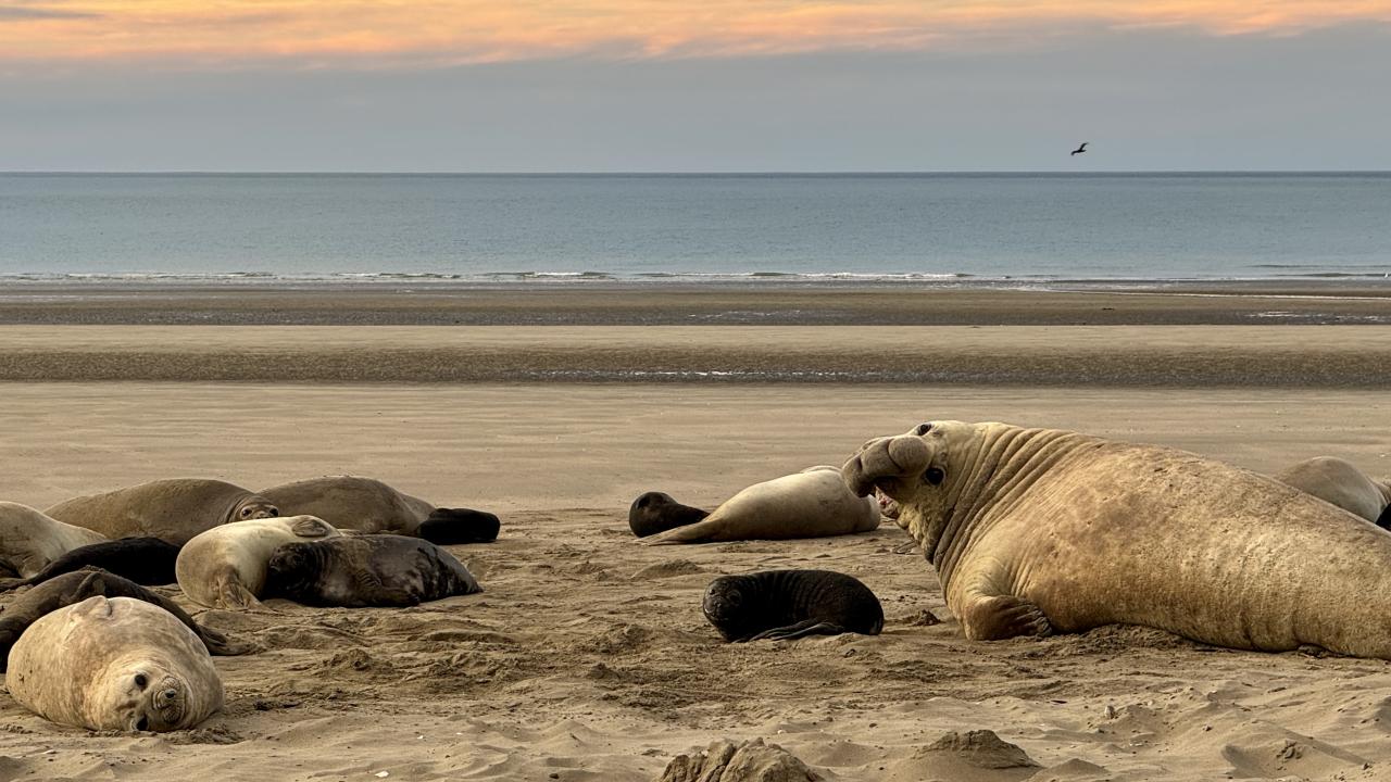 Healthy elephant seals lie on the beach under blue-orange sky