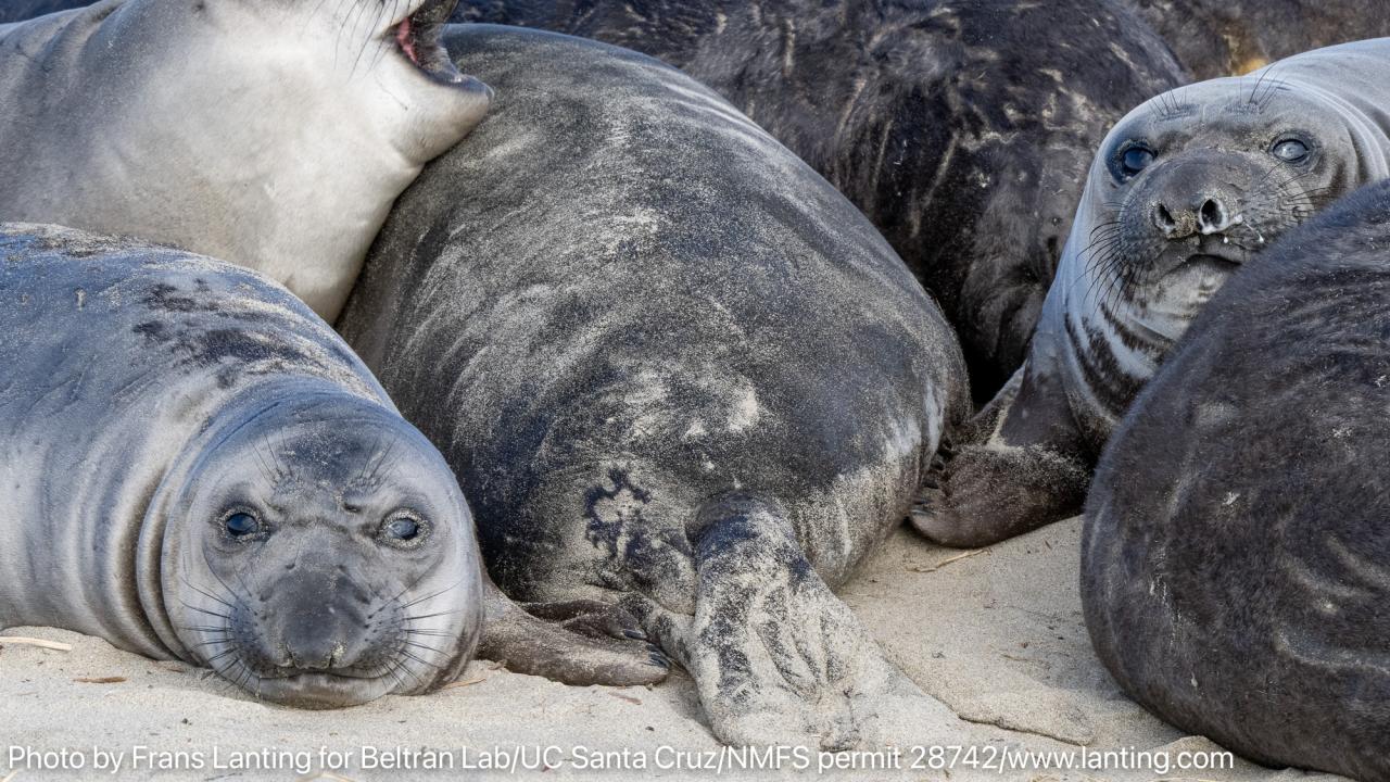 A group of seals lounging on the beach, some with open mouths, against a sandy backdrop.