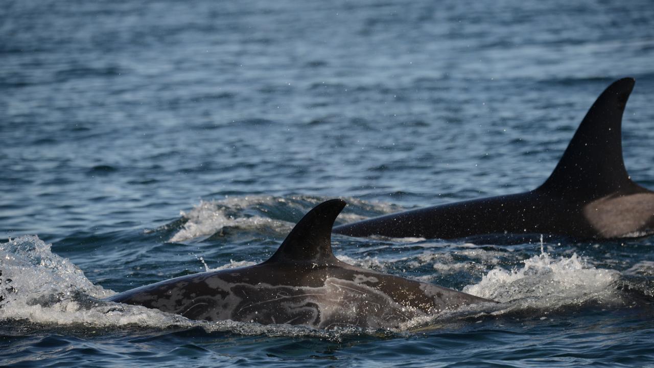 Gray patches cover the back. of a killer whale partly submerged in the ocean