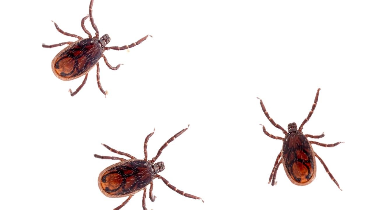 The brown dog tick isolated on white background.