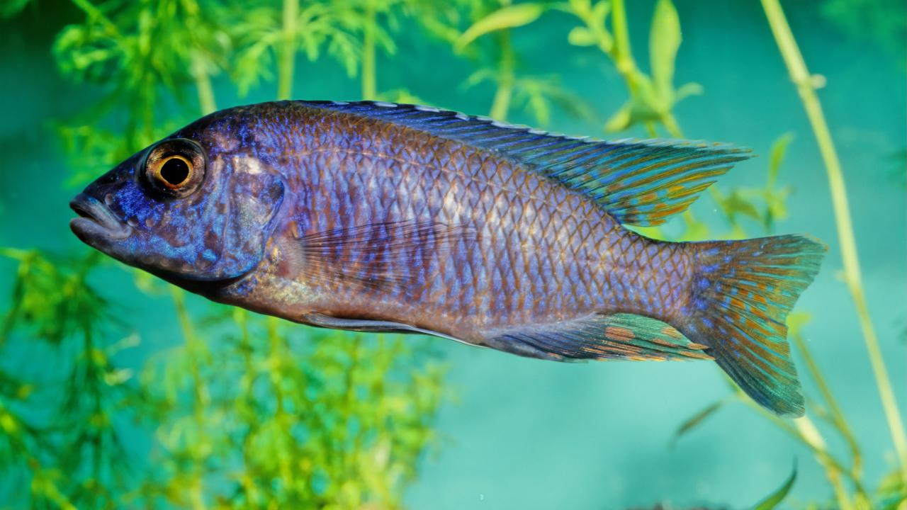 A silvery blue fish with a large head against a background of water plants. 