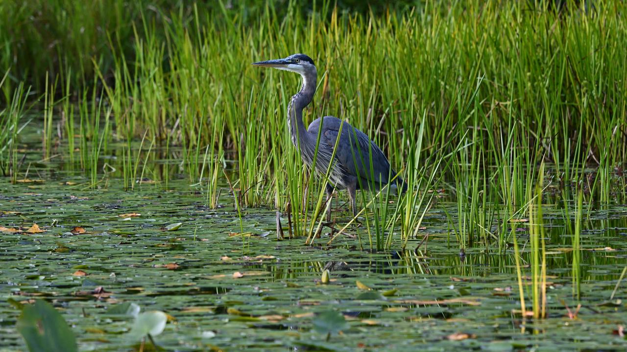 Green Wetland showing a blue heron