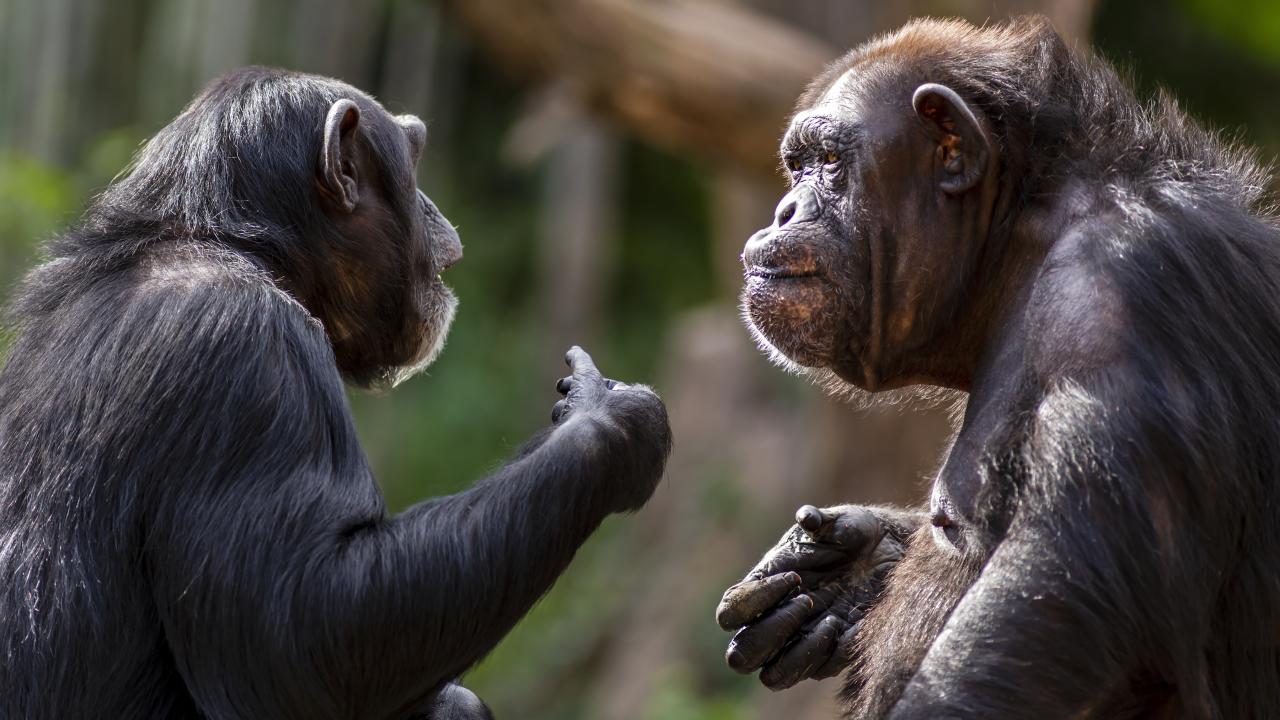 Two chimpanzees using hand gestures with green, natural background
