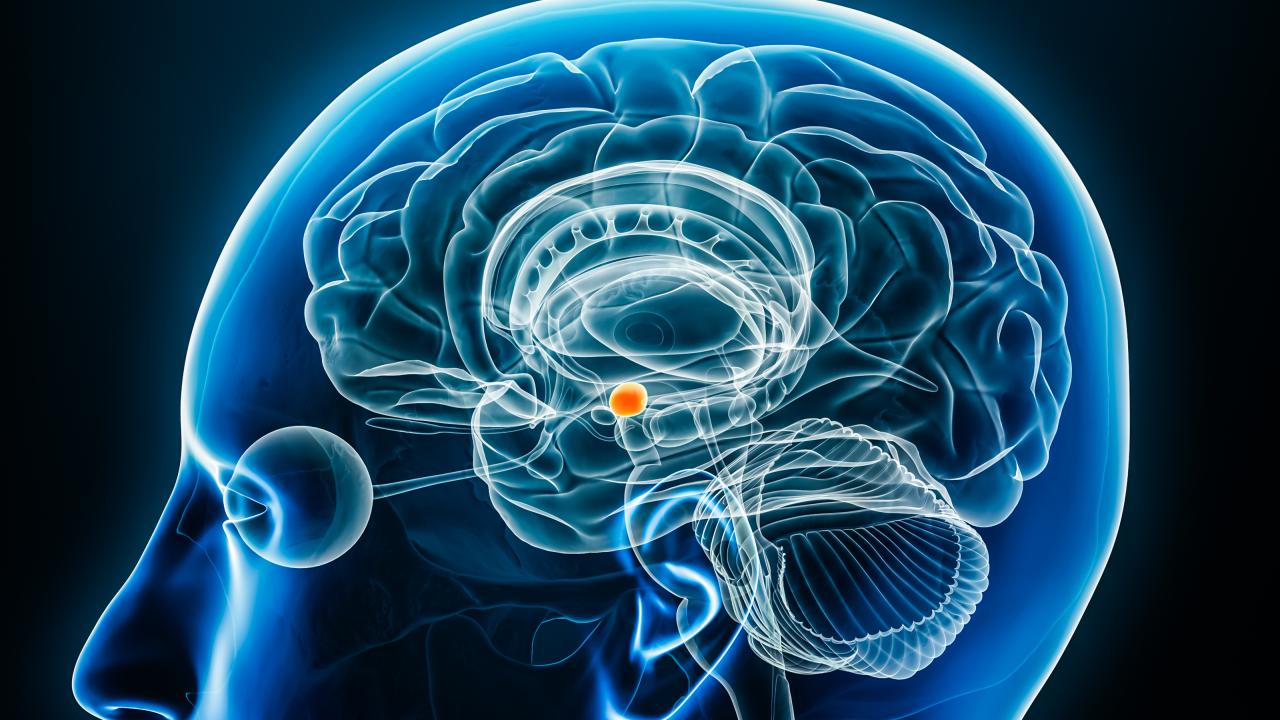 Transparent graphic of human head showing the brain. In the center is a red dot. 