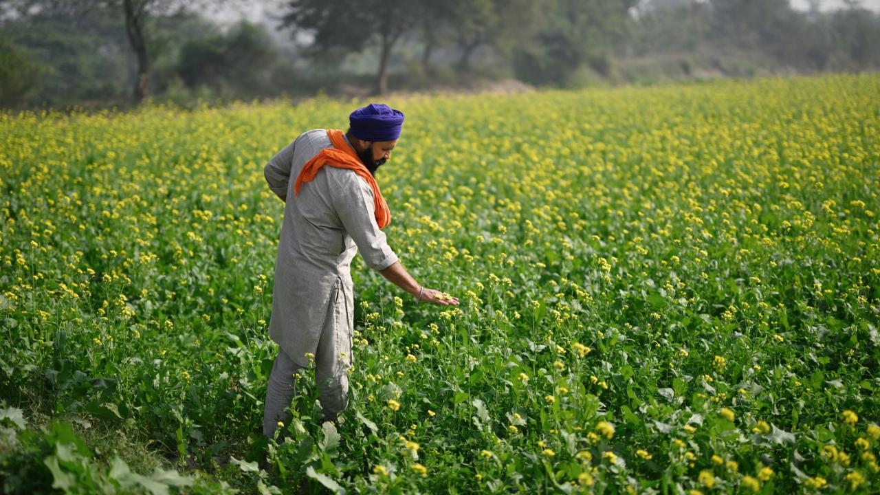 A man wearing a grey shirt and turban stands in a field of green plants with small yellow flowers. 