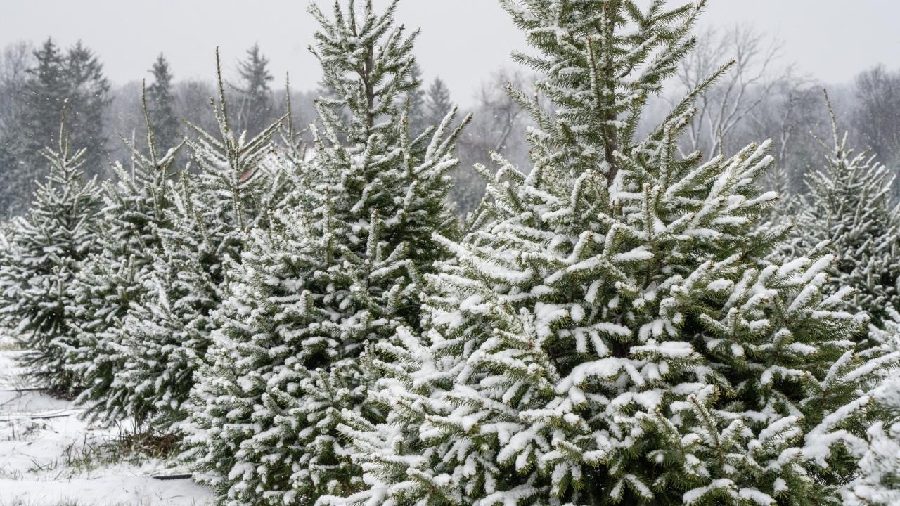 A row of conical fir trees dusted with snow. 