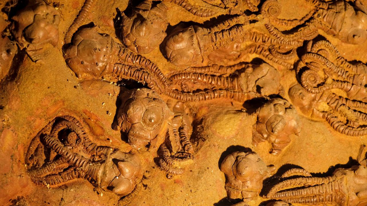 Fossil remains of flower-like animals with stalked bodies on a brown rock background