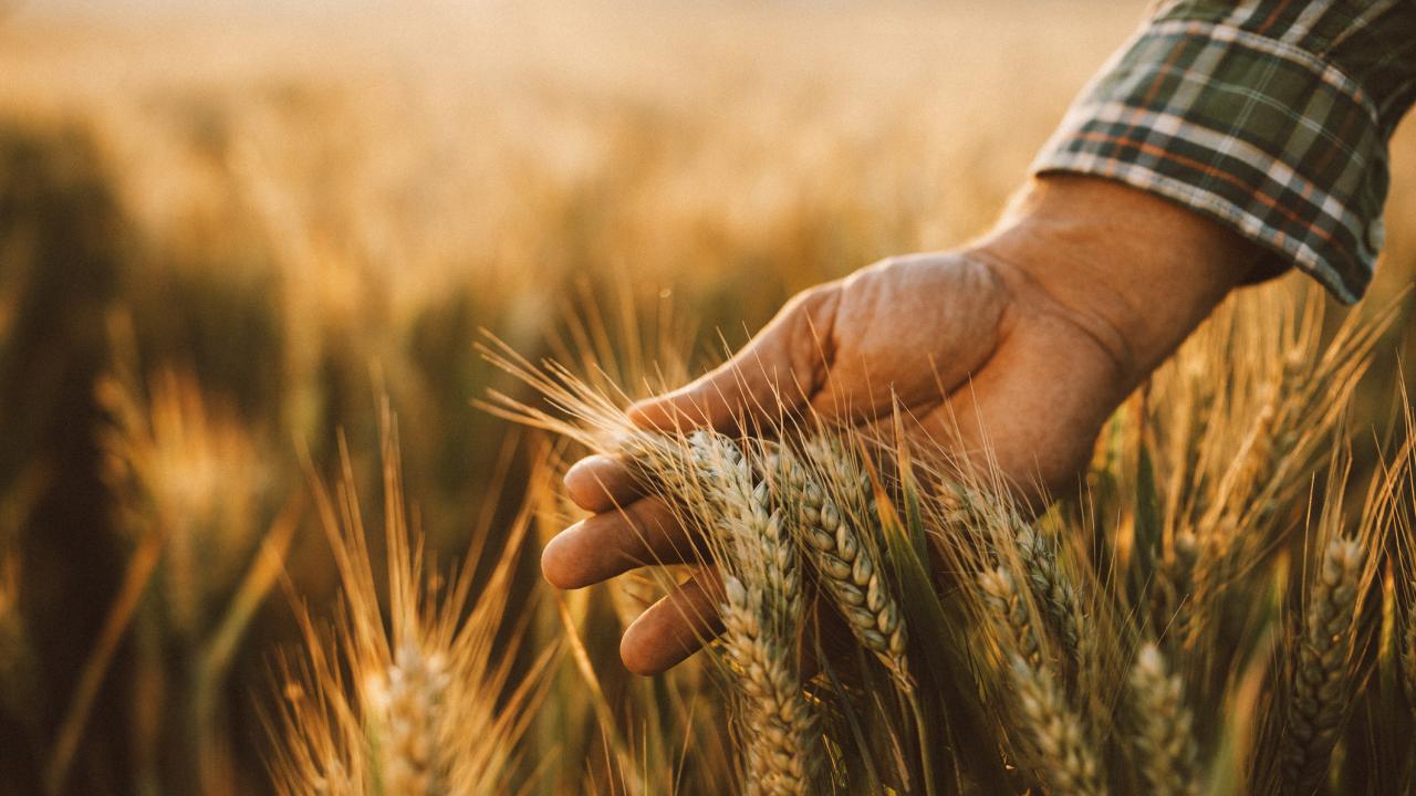 A farmer runs his hand through the grains of a wheat field. UC Davis scientists have developed wheat plants that can stimulate the production of their own fertilizer. (Getty)