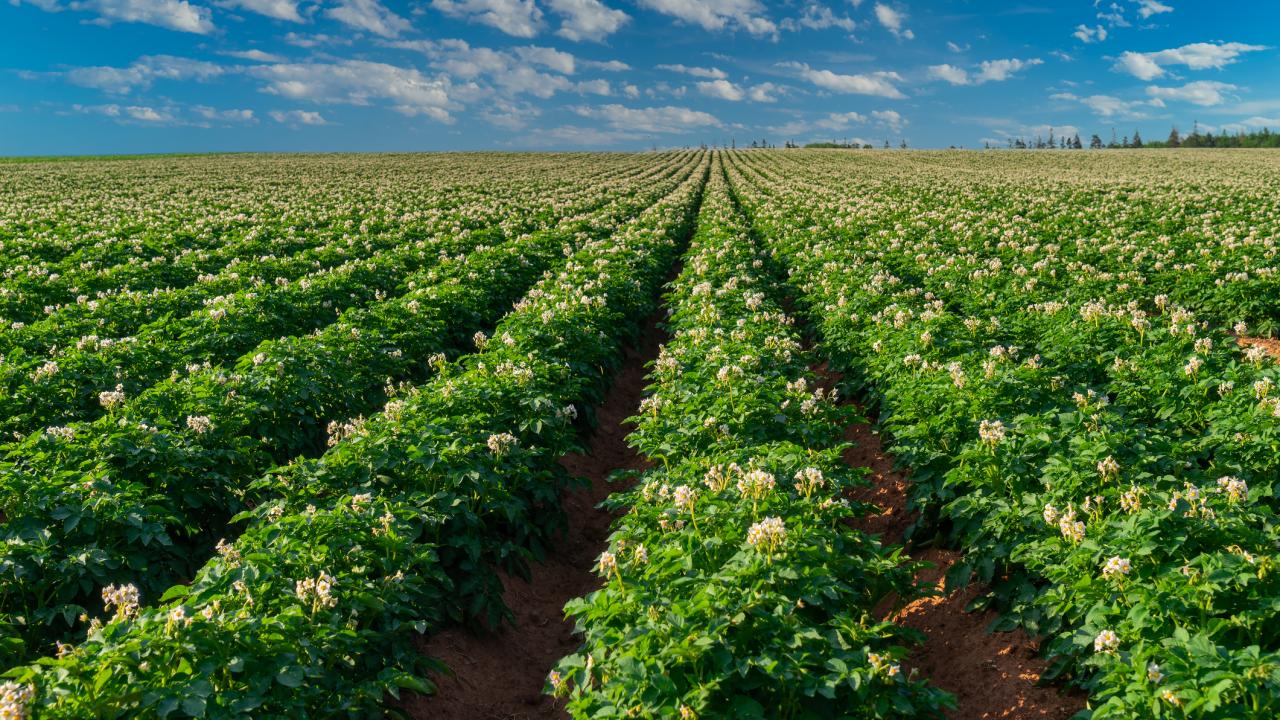 Rows of plants with white flowers disappear into the distance under a blue sky. 