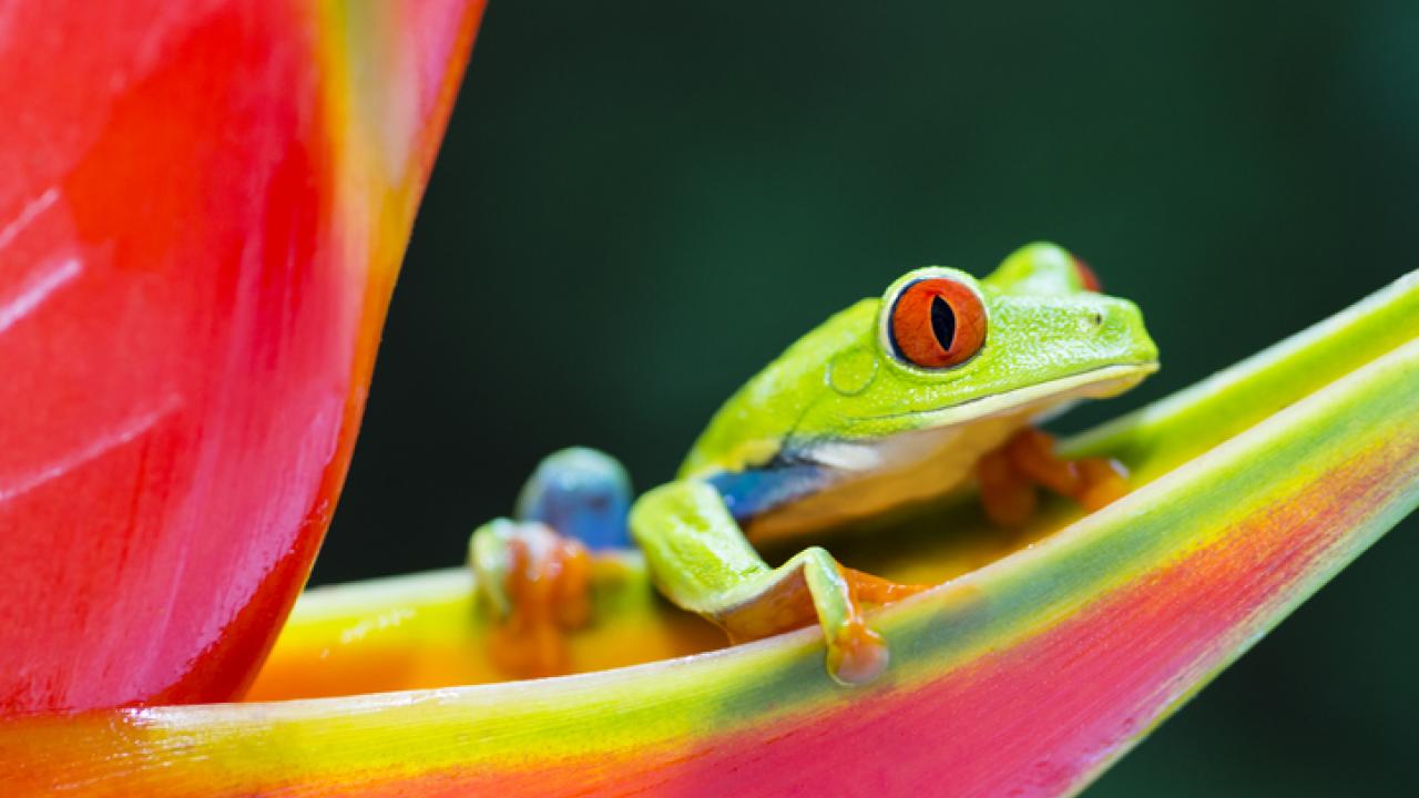 A photo of a tree frog