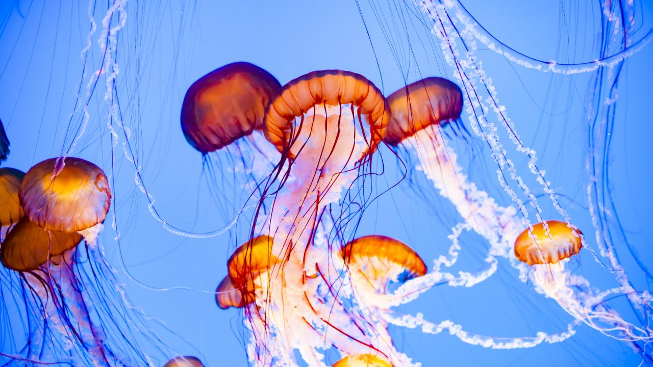 Jellyfish floating in water, vibrant orange, pink and blue colors.