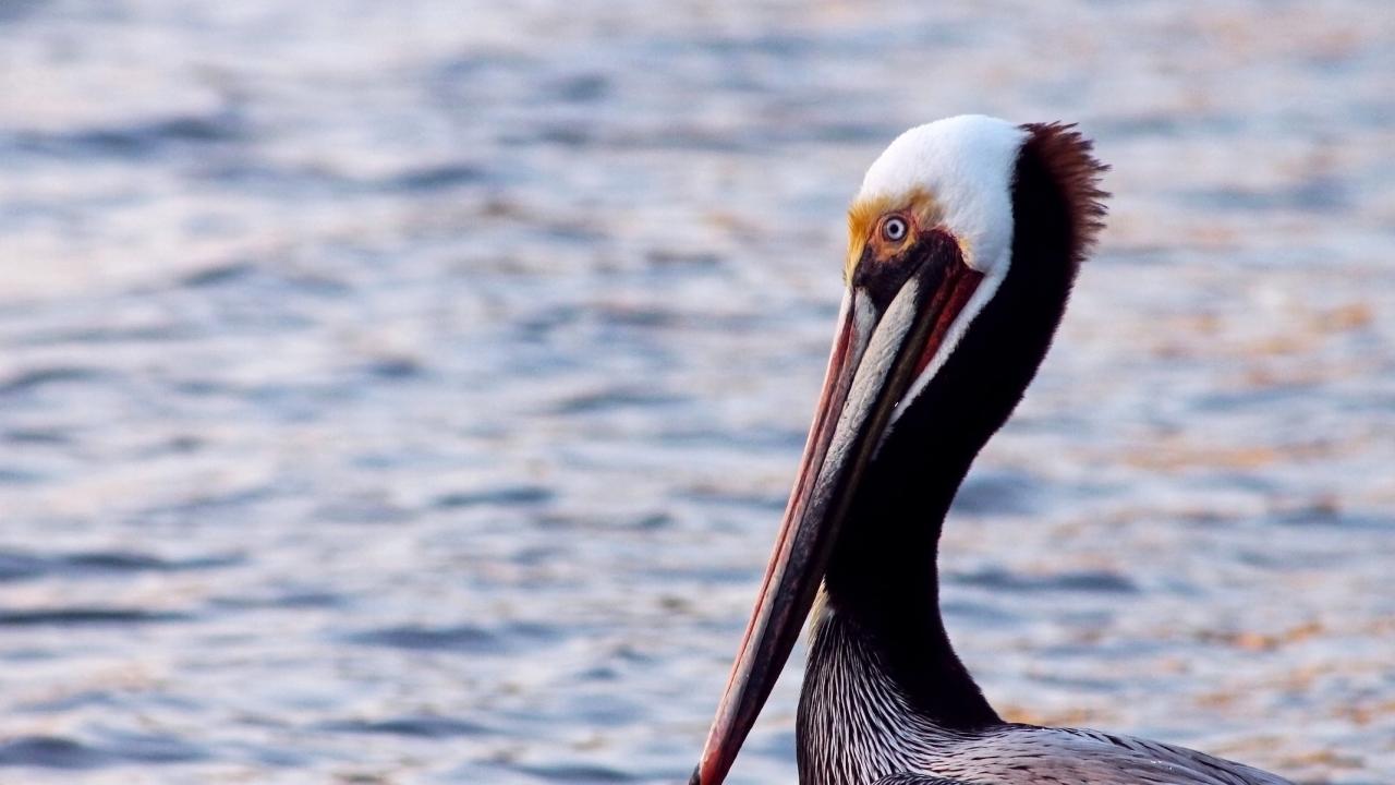 closeup of California brown pelican profile in foreground with ocean in background