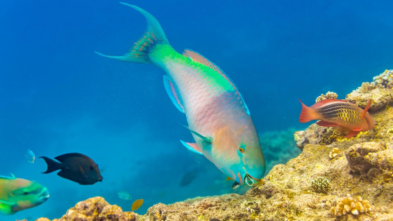 Center image is a large colorful fish feeding on a coral reef. A variety of other fish in the background. 