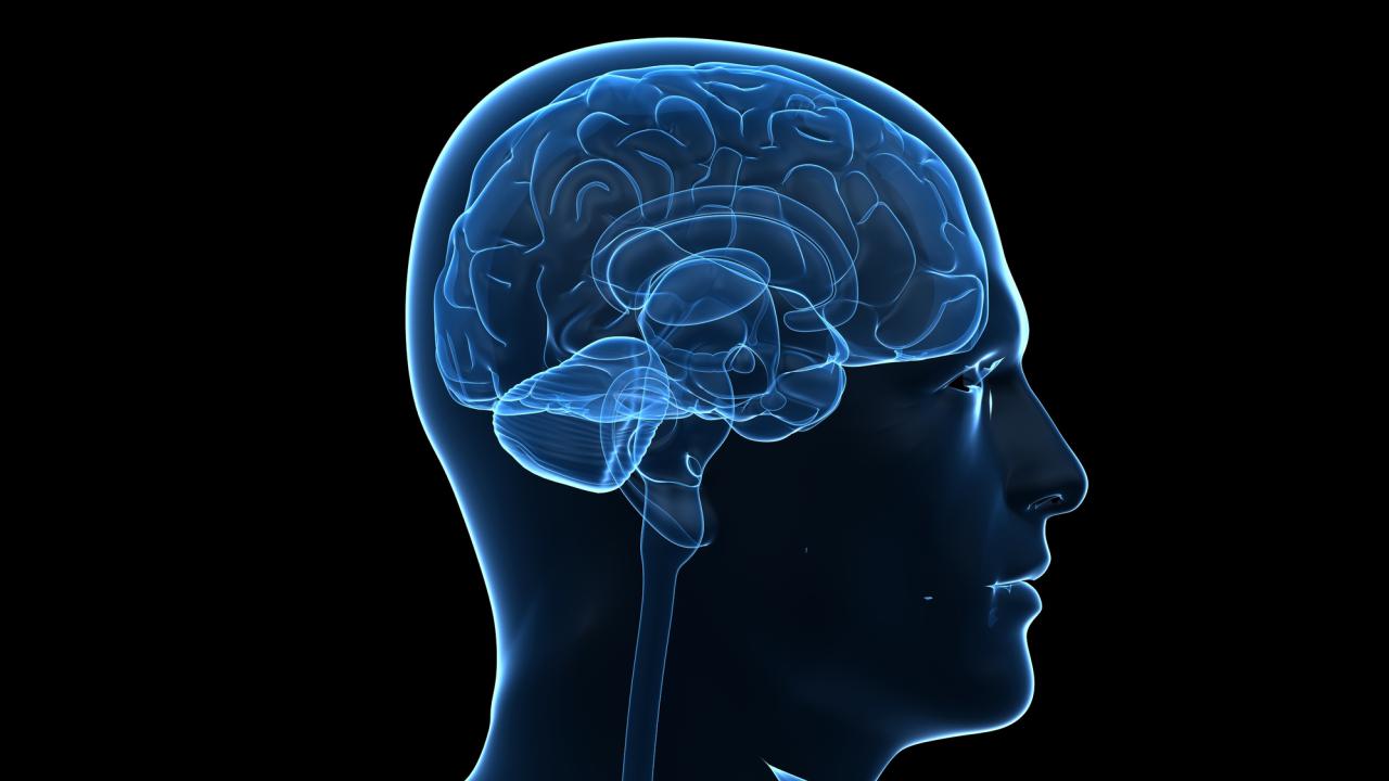 Translucent outline in blue of a human brain inside the head. Background is black. 