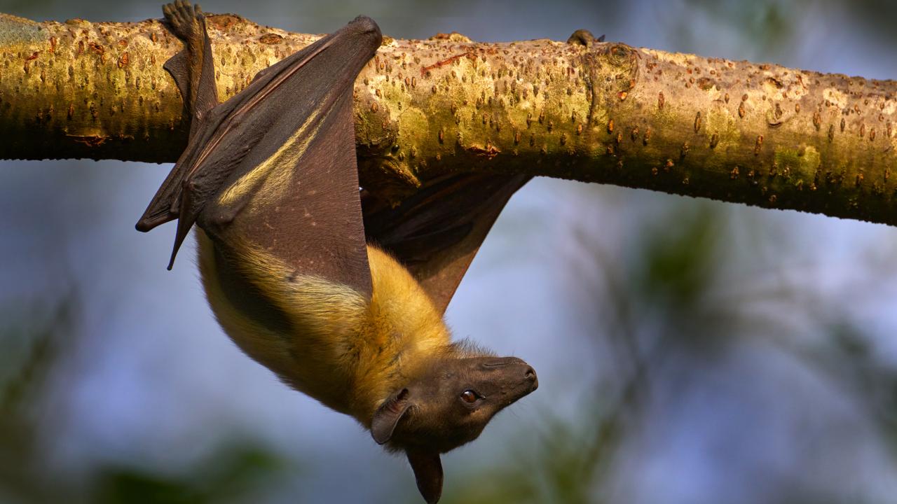 An African straw-colored fruit bat hangs upside down from a tree branch.