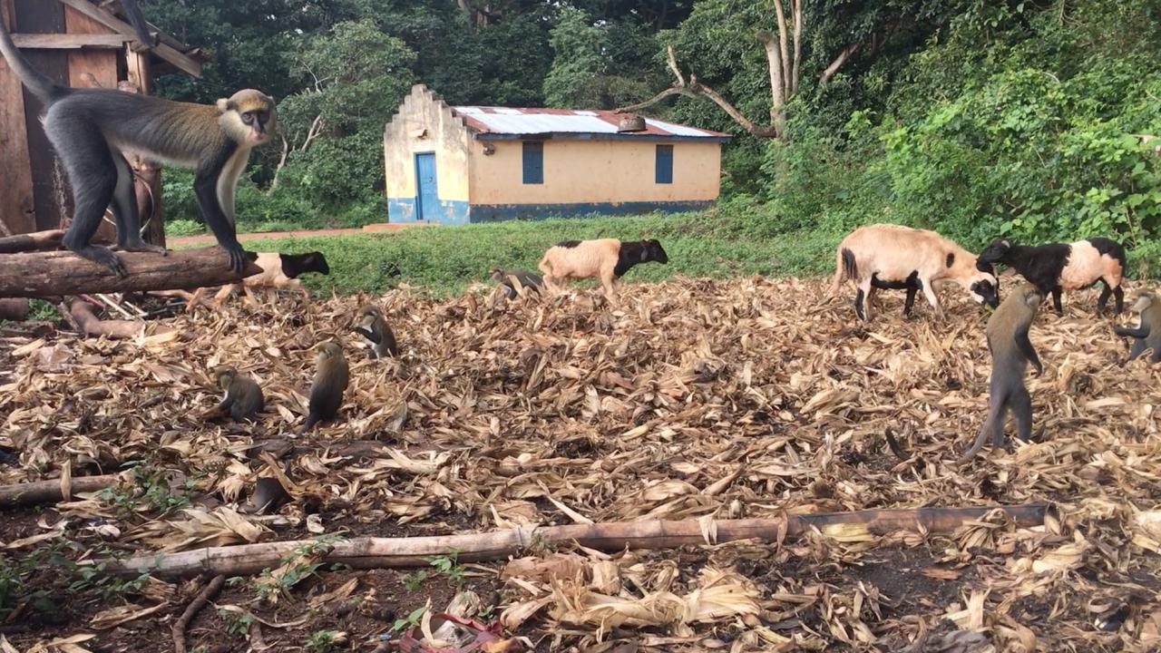 primates and livestock share space outside a residence in Ghana