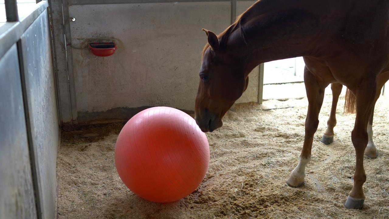 Fargo, a horse, put his nose on a big jolly ball during research on horse welfare and enrichment tools to improve behavior, health and welfare of stabled horses. (Jael Mackendorf/UC Davis)