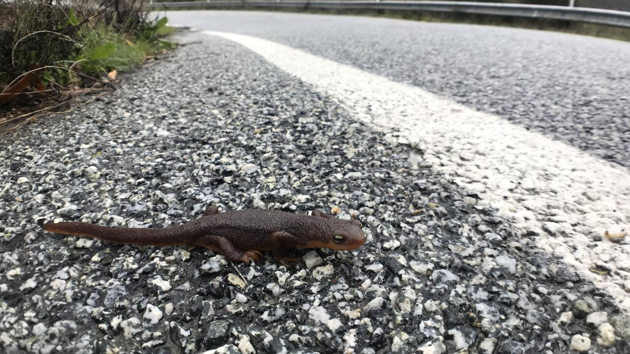 A small Pacific newt on gray asphalt approaches the white-painted line of a highway
