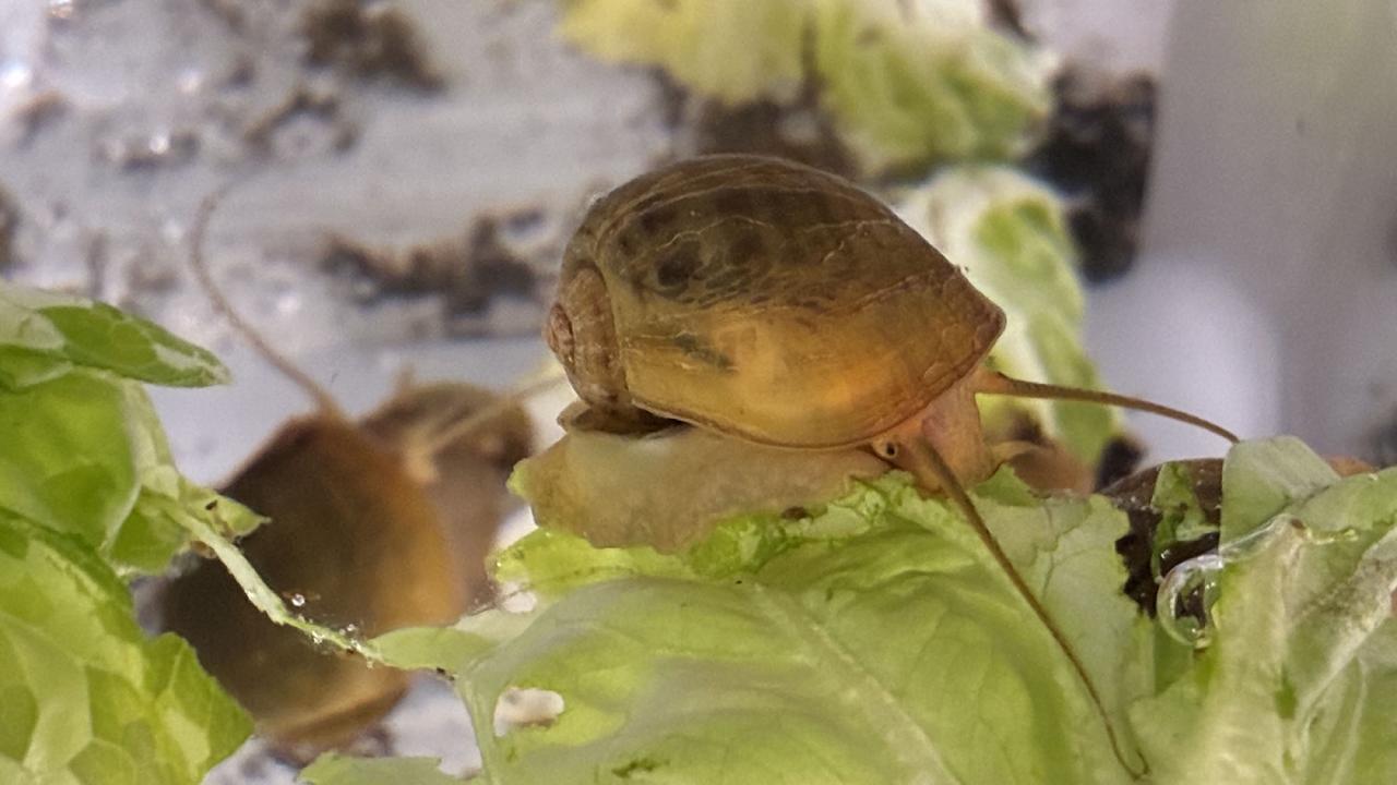 A golden brown snail with long antennae and a short eyestalk crawls on a lettuce leaf. 