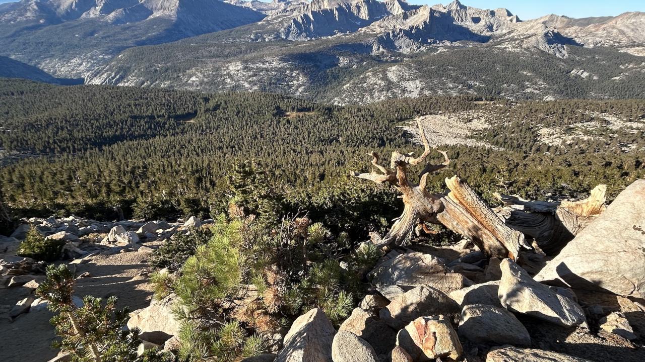 Mountain landscape within which grows a Jeffrey pine tree between a lodgepole pine and foxtail pine tree in High Sierra