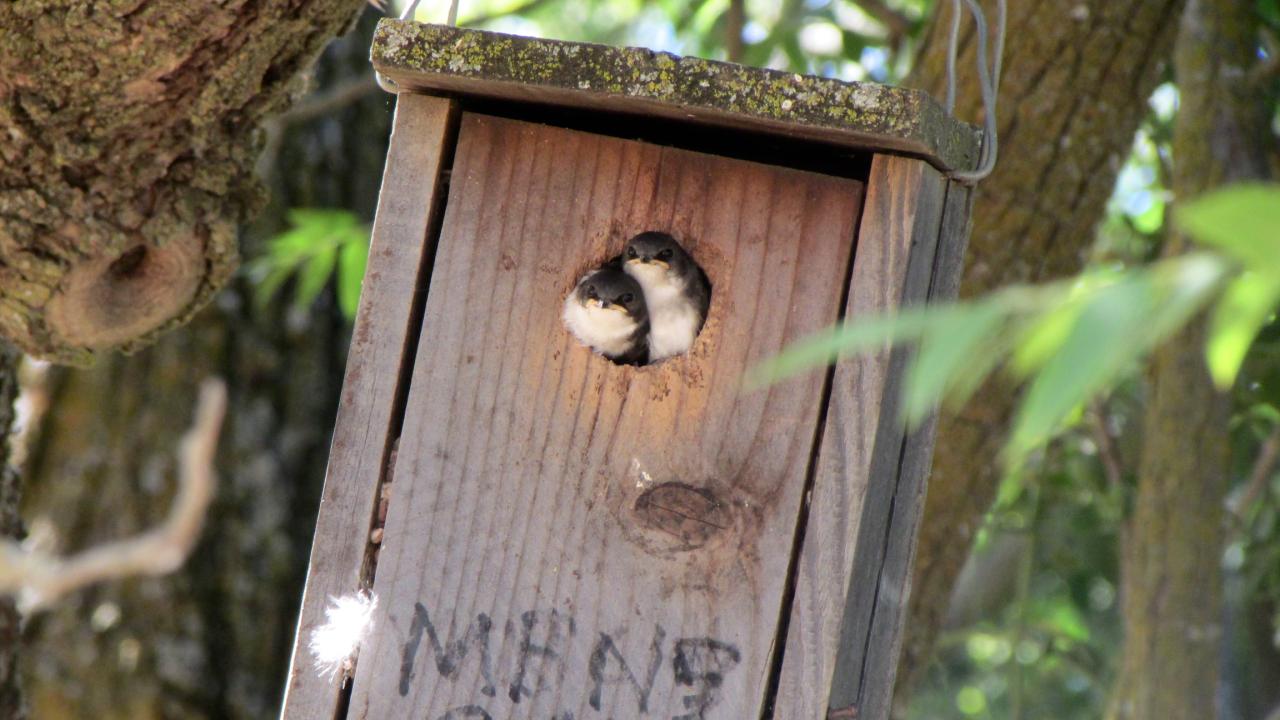 Two young tree swallows look out of hole in nestbox hanging from tree