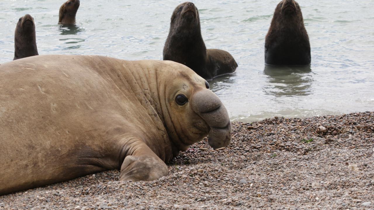 A subadult male elephant seal lies on the beach as sea lions are in the water behind him.