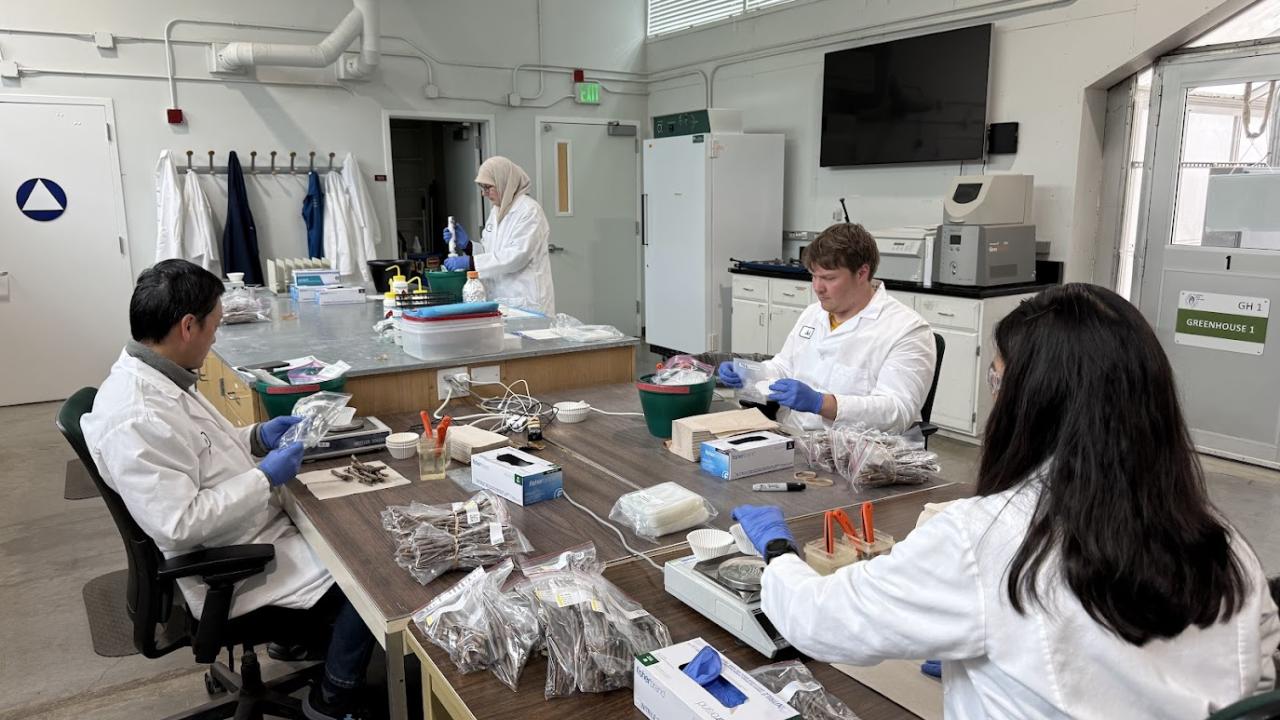 Foundation Plant Services technicians in white lab coats at table processing grapevine material in plastic bags from the Classic Foundation Vineyard. (Foundation Plant Services / UC Davis)