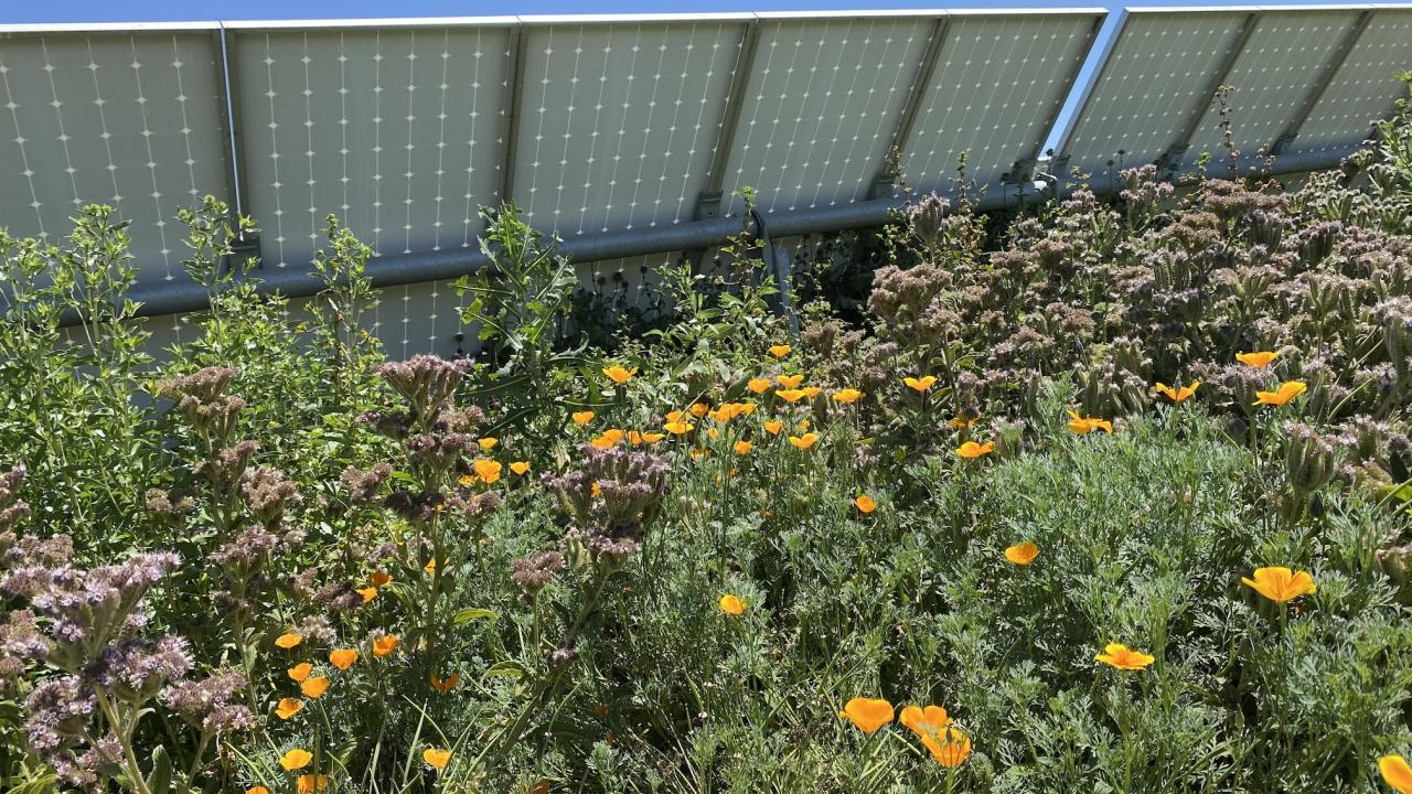 wildflowers grow around and in the shade of a solar array