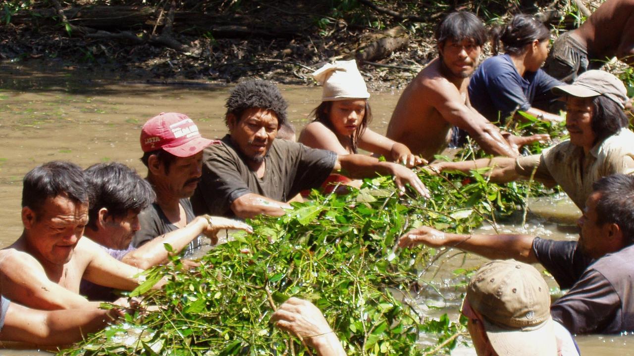 People standing in chest deep muddy water on either side of a barrier of green leaves and branches. 