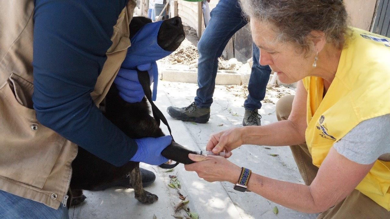 Janet Foley squats in yellow vest while administering treatment via syringe to black dog's foot to prevent Rocky Mountain spotted fever while the dog is has a blue cloth over its muzzle and is held by a person in purple gloves.