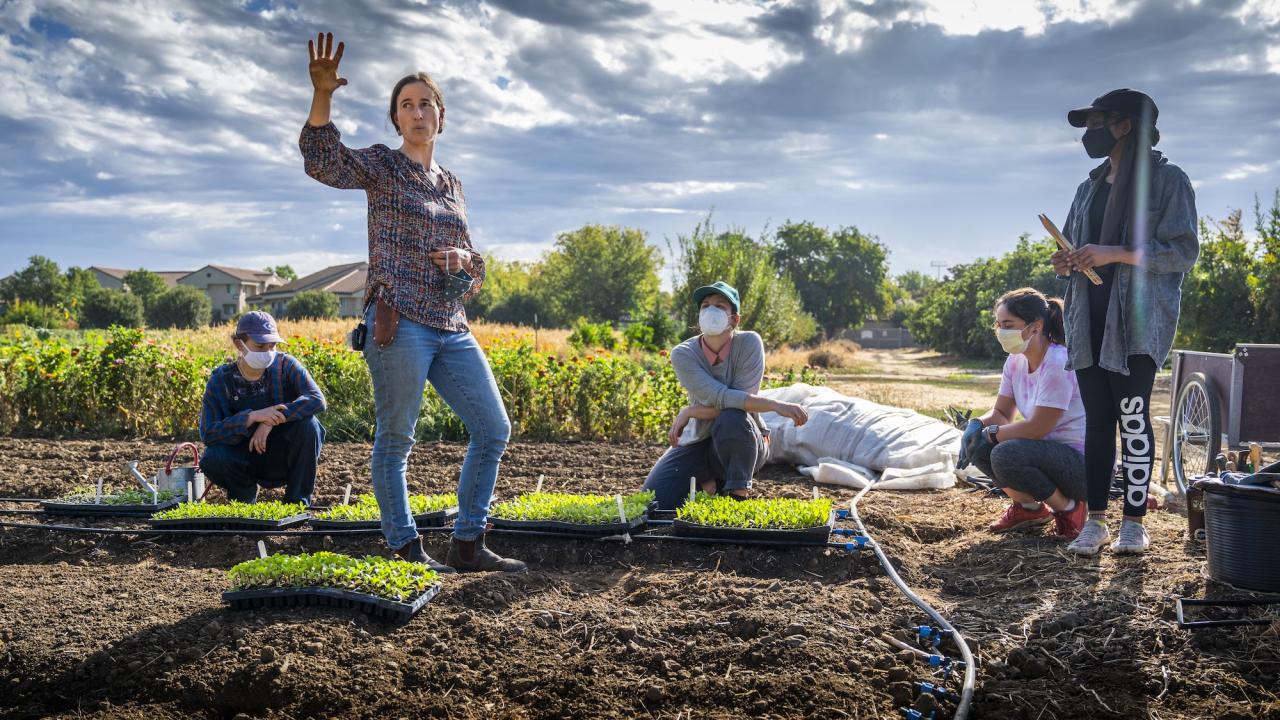 Students gardening in Yolo County near UC Davis student farm