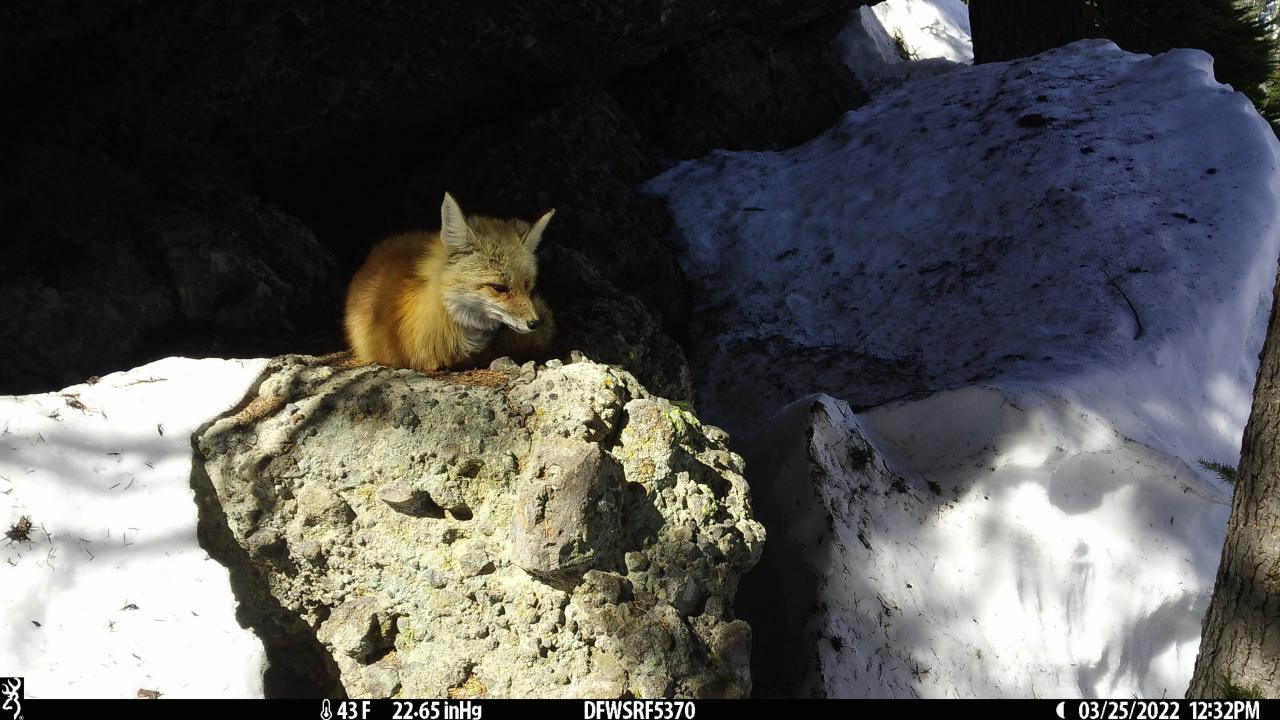 red fox lounges outside den ini the sun on a rock