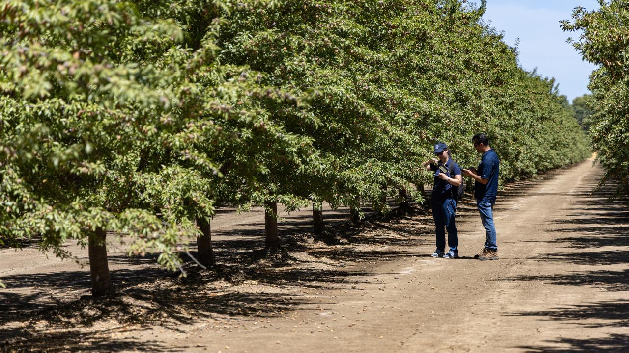 Row of green trees in an orchard. Two people stand in the middle distance looking at a handheld device. 
