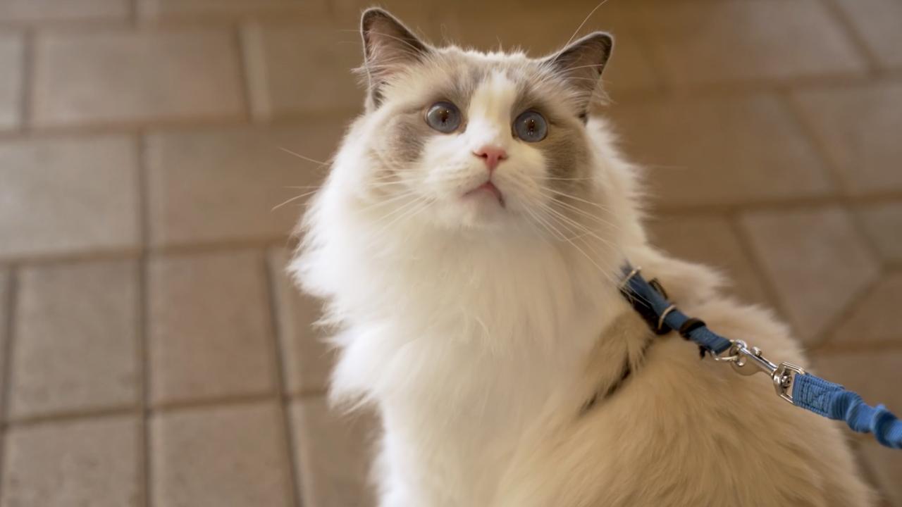 Lychee, a white, domestic long-haired cat, with big blue eyes and gray markings on its face, had FIP, a feline coronavirus. He was part of a clinical trial to cure him of the disease.