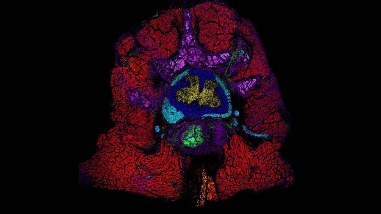 A mostly red, abstract, symmetrical shape against a black background. 