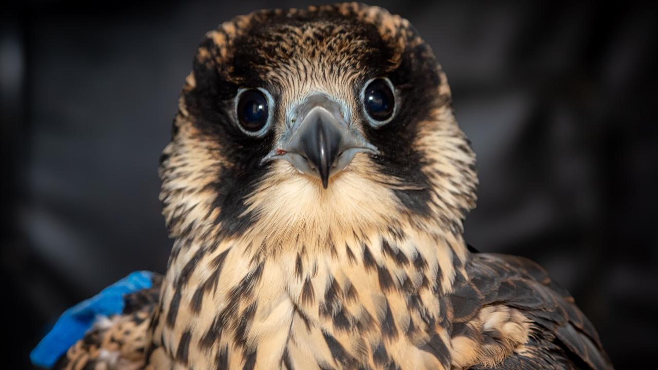 Close up of peregrine falcon named Equinox