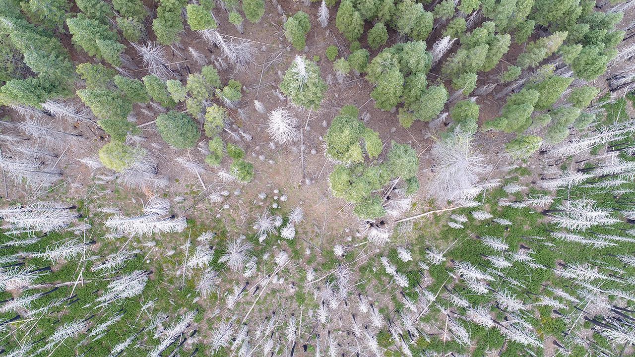 aerial view of forest burn scar shot by drone  
