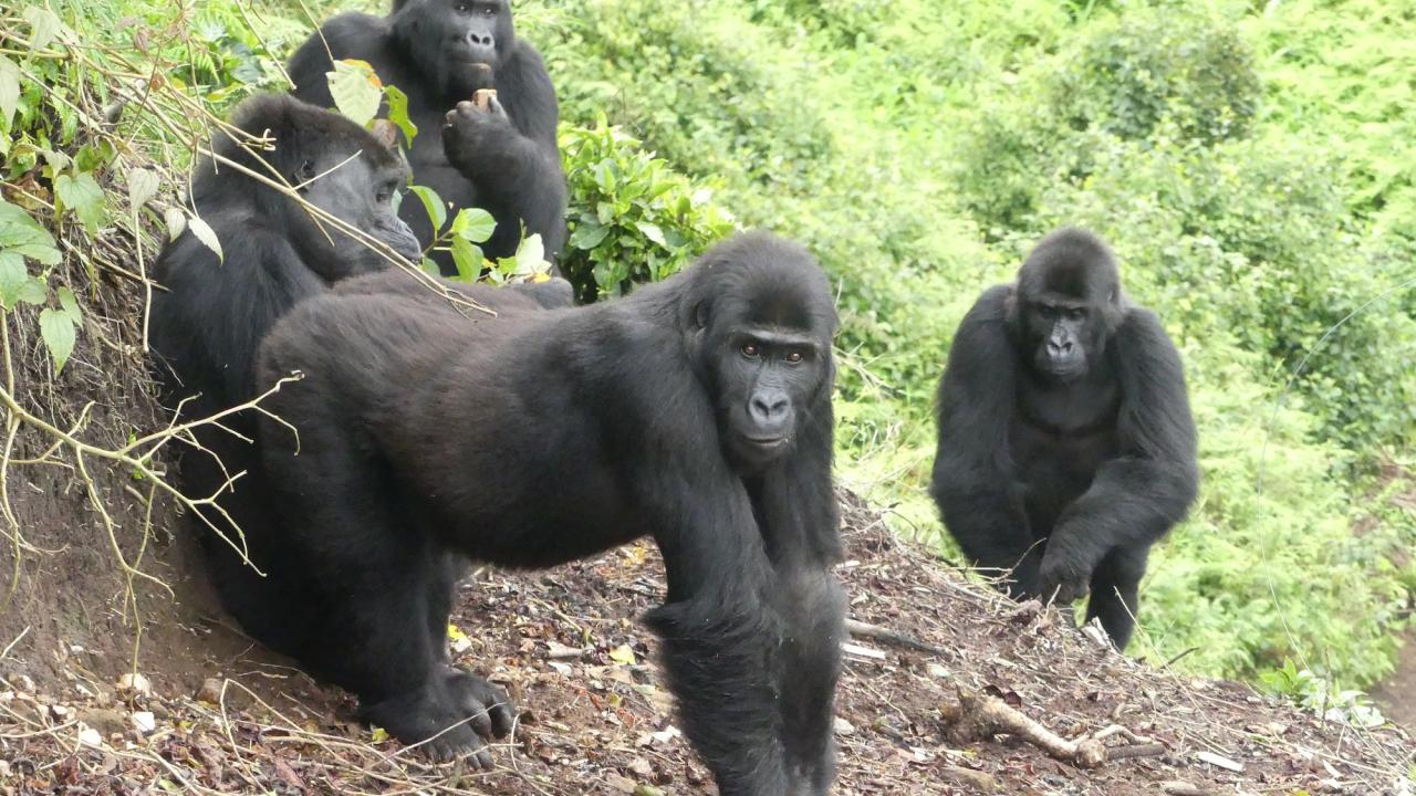 Four adult female eastern lowlad gorillas in a forest