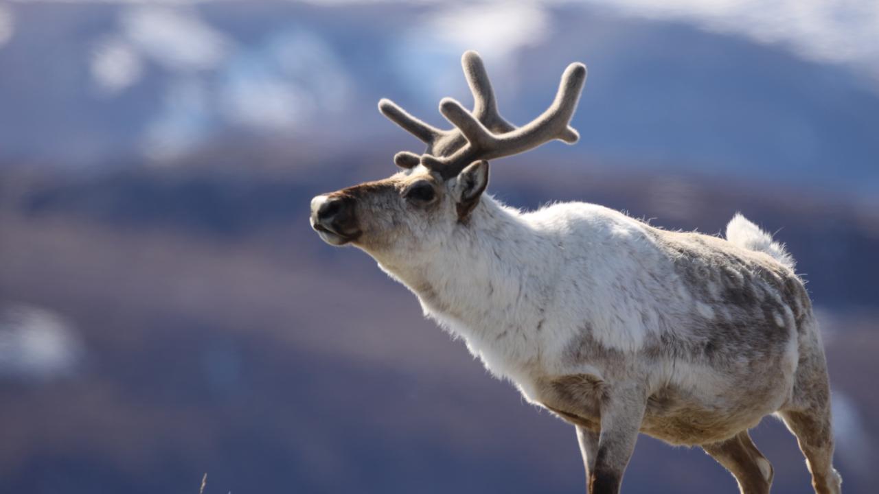antlered caribou, or reindeer, stands in Artic Greenland with mountains in background