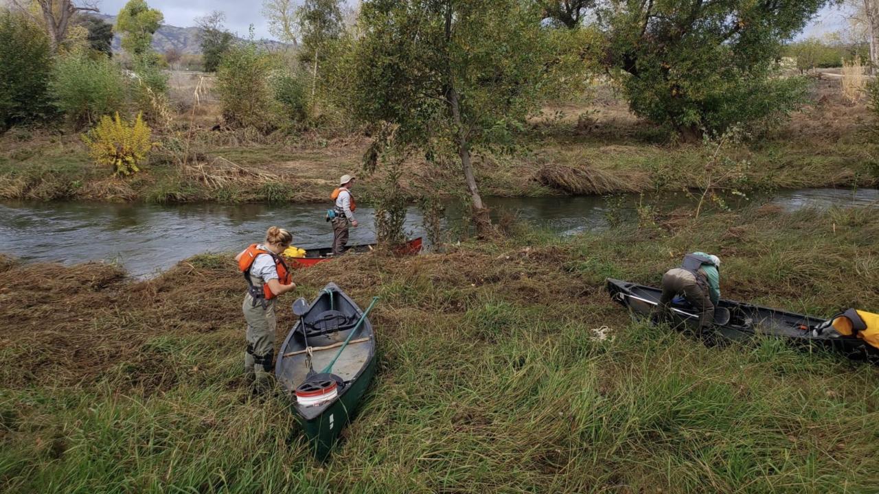 Researchers in waders pre canoes alongside Putah Creek on overcast day