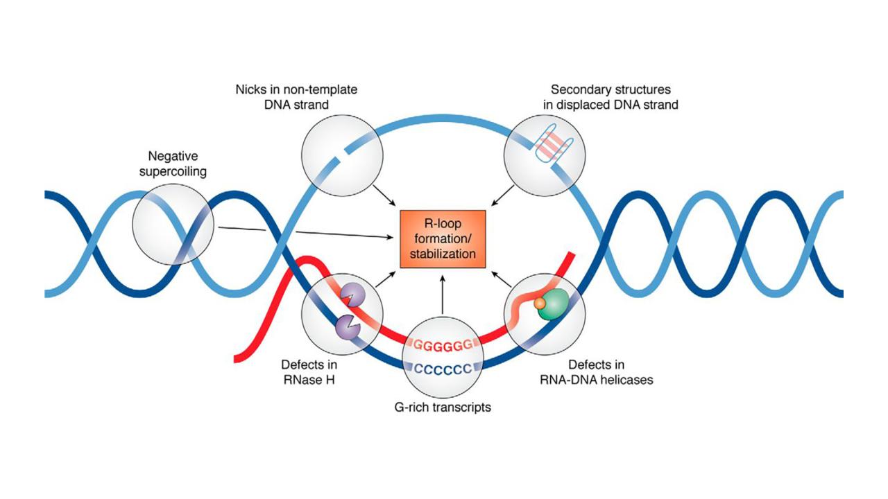 Diagram of a double helix across the image in blue. In the center it opens out into a loop. A red line is aligned with one side of the loop. 